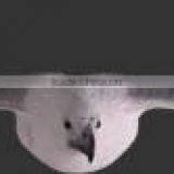 White Breasted Sea-Eagle-Flying thumbnail-1