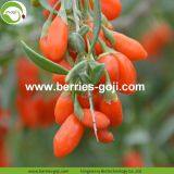 Factory Supply Dried Ningxia Goji Berry thumbnail-2