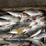 W/R FROZEN B GRADE HORSE MACKEREL thumbnail-2