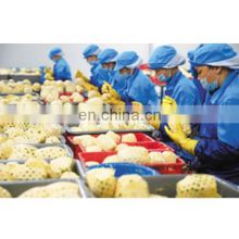sweet canned thailand pineapple processing line