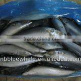 East China Sea Mackerel