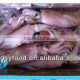 Frozen clean and fresh Fuzhou squid