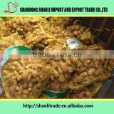 Fresh Ginger/Air Dry Ginger-well Chosen for Any Market thumbnail-2