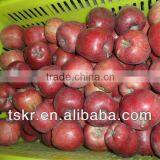 Dealer Red Huaniu Apple From China thumbnail-1