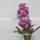 Hight Quality Cut Fresh Violet Flowers Wholesale thumbnail-5