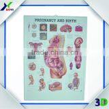 Embossed Pvc 3d Medical Poster/anatomical Chart (pregnancy)
