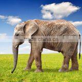 Cheapeat Animal Artificial Grass From Chinese Factory thumbnail-1