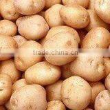 Fresh Potato thumbnail-1