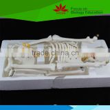 High quality Teaching model for biology Skeleton with spinal nerves