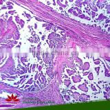 Individual slides youcan choose from High Level Professional Glass Human Pathology Hisology Slides