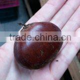 Bigbig Sweetsweet China Chestnut thumbnail-3