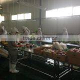 Fresh Radicchio thumbnail-4