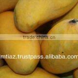 Fresh Sindhri Mango From Pakistan