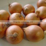 Chinese Fresh Yellow Onion