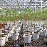 Greenhouse Water-saving Irrigation Plastic Arrows Drippers thumbnail-2