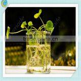 Clear Glass Vases for Home Decoration thumbnail-1