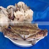 Frozen Mud Crab thumbnail-1