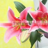 Wholesale Wedding Decoration Fresh Cut Lilium Flower Sweet Pink 2KG/Bundle From Yunnan
