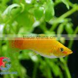 Snow White Sailfin Molly Fish for Freshwater Aquarium Tank thumbnail-3