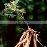 Saussurea Lappa Extract thumbnail-4