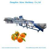 Mango Fruit Grading Machine / Apple Washing Sorting Machine thumbnail-3