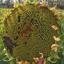 Hot Sales High Yield Giant Dwarf Sunflower Seeds for Sale thumbnail-2