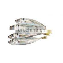 Frozen Small Eye Horse Mackerel Fish Decapterus Maruadsi thumbnail-2