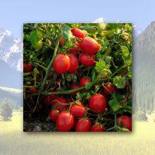 Tomato Paste In Drums thumbnail-4