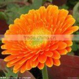 Popular Gerbera Flowers Fresh Cut Flowers From Kunming thumbnail-4