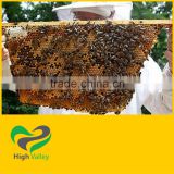 Wild flower honey 100% natural - best price for bulk