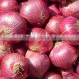 Indian Fresh Red Onion Exporter thumbnail-1