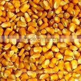 Australian Maize