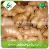 Air Dry Fresh Ginger thumbnail-1