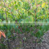 Carambola Fruit Tress Seedling thumbnail-3