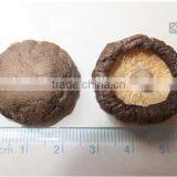 Shiitake Face Smooth Mushroom thumbnail-1