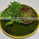 SJ3001011 Indoor Mini Bonsai Cactus Plant Artificial thumbnail-2