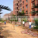 Artificial Palm Tree for Decoration China Fake Garden Fiberglass Tree Decor thumbnail-3