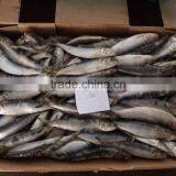 New Catch Whole Round BQF Fresh Land Frozen Sardine With Cheap Price and Good Quality thumbnail-1