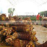 Cycas Revoluta Bare Root thumbnail-4