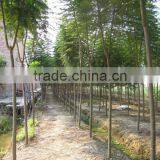 Jacaranda Acutifolia Blue Flower Tree thumbnail-5