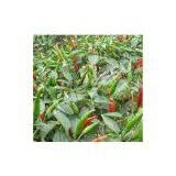 Pepper Seeds 5106 thumbnail-1