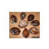 Bali Shell Tiger Cowrie or Cypraea Tigris Craft thumbnail-1