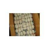 Pizhou Garlic thumbnail-3