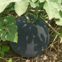 Maria Pure Black Skin Watermelon Hybrid Watermelon Seeds thumbnail-2