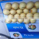 High Quality Fresh Ya Pear From Pear Factory thumbnail-4