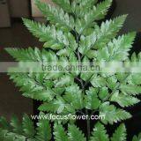 Fresh Cut Flower Buyer Fern Fresh Cut From Kunming Flower Exporter Fresh Cut Fern thumbnail-3