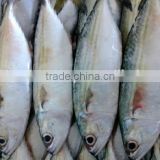 FROZEN HORSE MACKEREL FOR THE BEST PRICE & HIGH QUALITY