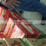 Export Standard Fresh Carrot thumbnail-3