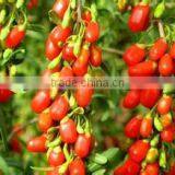Chinese Wolfberry Or Seeds From the Hometown of Goji Berries Ningxia Goji Berry Growing Base We Have All Goji Products