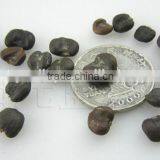 High Quality Purple Magnolia Seeds Mulan Tree Seeds For Sowing thumbnail-5